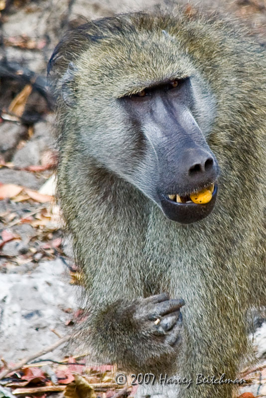 Baboon 4629.jpg